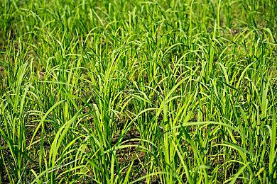 《宝可梦传说：阿尔宙斯》推出官方攻略书 4月16日发售